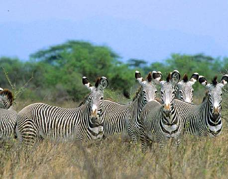 meru national park kenya africa tours