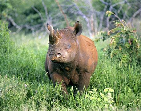 meru national park kenya africa tours