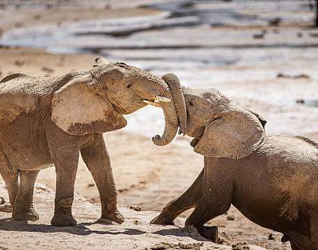 Samburu kenya africa tours