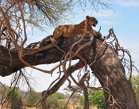 Tarangire er et af de steder, hvor man tit kan se træklatrende løver.