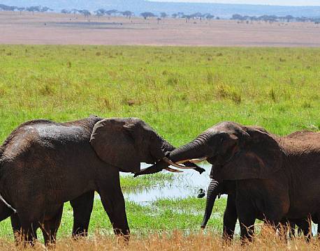 Glade elefanter hilser på hinanden i sumpene