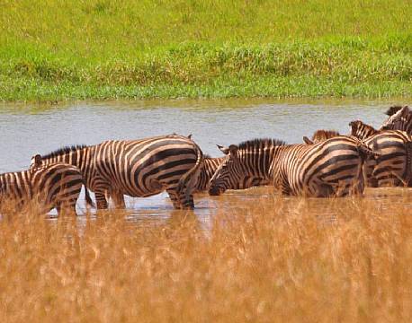 De store sumpe i parkens østlige del virker som en magnet på de fleste dyr