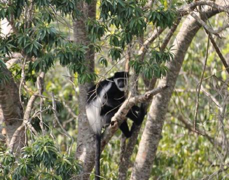 Twiga Safari Lodge uganda 12 africa tours