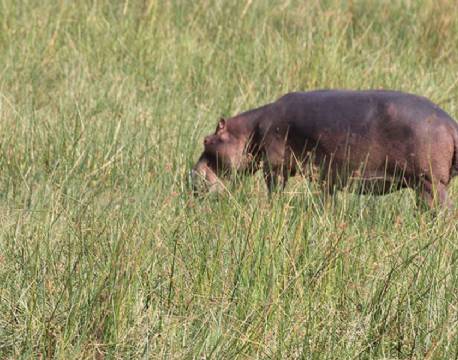 Twiga Safari Lodge uganda 10 africa tours