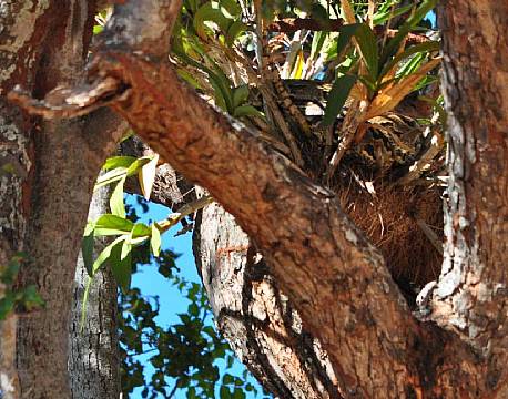 Kvælerslanger, eller python, ses ofte liggende sammenrullet i træerne i varmen. Se godt efter øverst til højre!