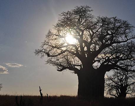 Typisk Tarangire hen mod solnedgang
