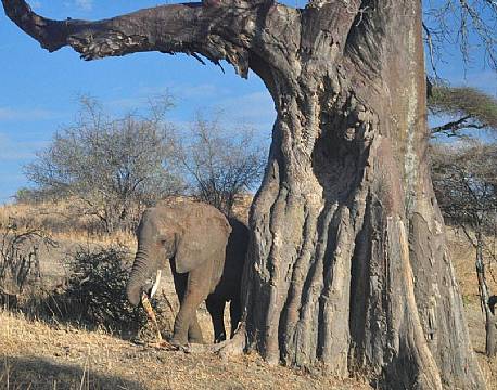 Baobabtræernes bark indeholder store mængder væde og elefanterne elsker den. 