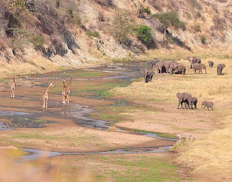 Tarangirefloden tiltrækker masser af dyr fra et stort område øst for parken. Elefantflokke på 100-200 dyr er ikke usædvanlige.