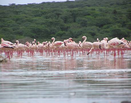 lake bogoria kenya africa tours