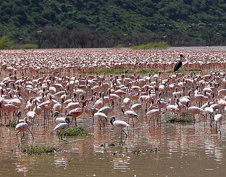 lake bogoria kenya africa tours