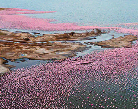lake bogoria kenya africa tours