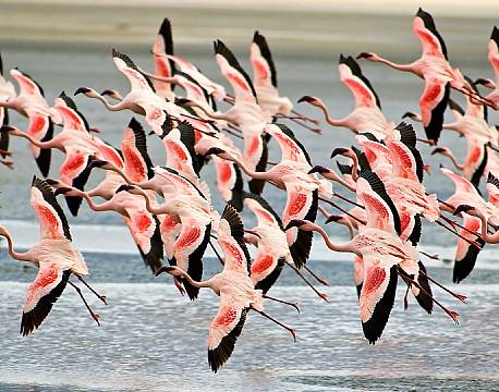 lake bogoria kenya africa tours