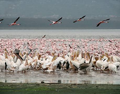 lake baringo kenya africa tours
