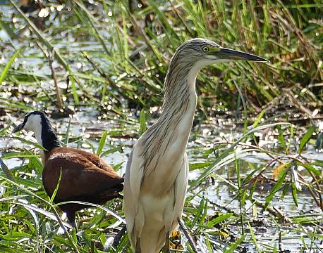 lake baringo kenya africa tours