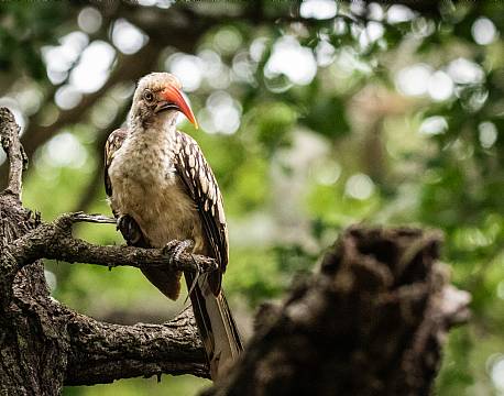 lake baringo kenya africa tours