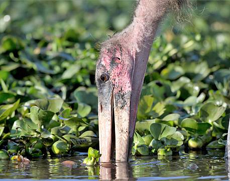 lake baringo kenya africa tours