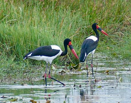 lake baringo kenya africa tours