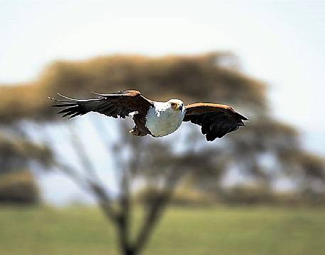 lake baringo kenya africa tours