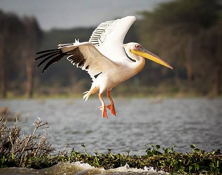 lake baringo kenya africa tours