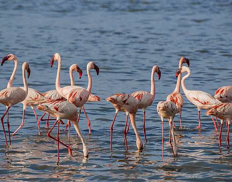lake bogoria kenya africa tours