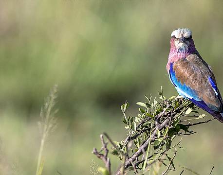 lake bogoria kenya africa tours