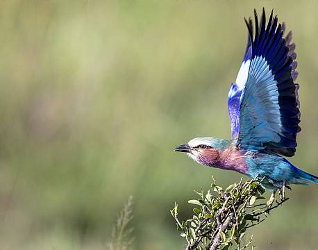 lake bogoria kenya africa tours
