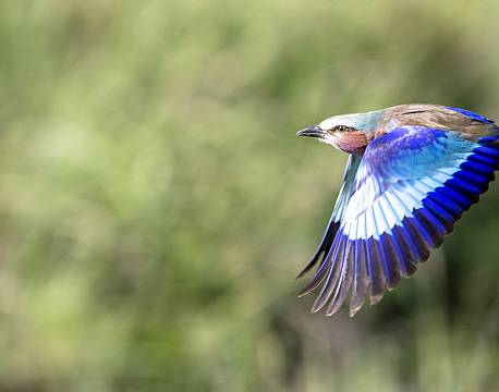 lake bogoria kenya africa tours