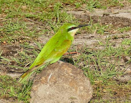 lake bogoria kenya africa tours