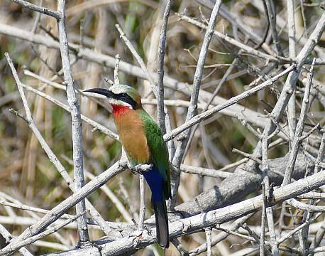 lake bogoria kenya africa tours