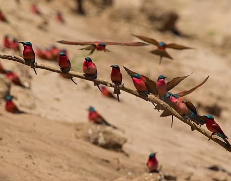 lake bogoria kenya africa tours