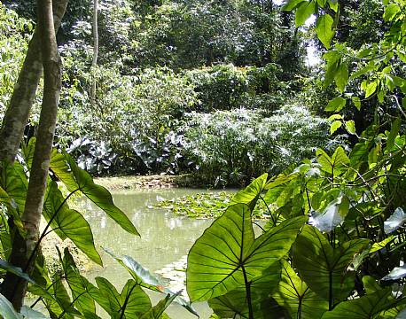 Rondo Retreat Kakamega kenya 13 africa tours