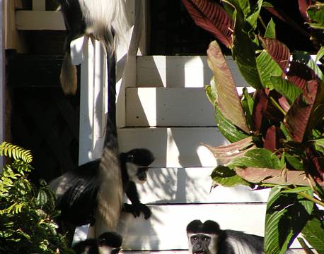 Rondo Retreat Kakamega kenya 15 africa tours