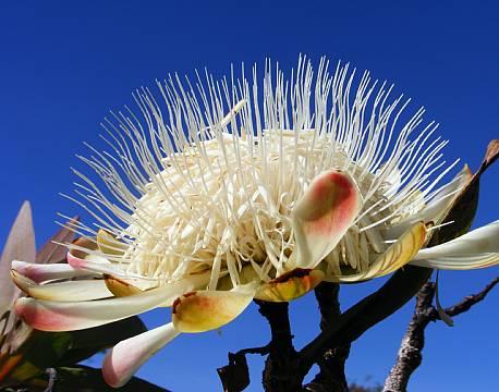 kakamega national reserve kenya africa tours