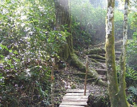 kakamega national reserve kenya africa tours