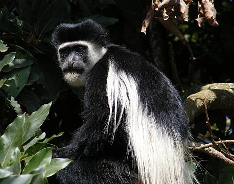 kakamega national reserve kenya africa tours