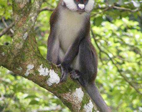 kakamega national reserve kenya africa tours