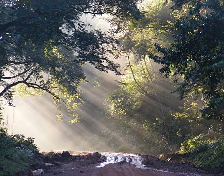 kakamega national reserve kenya africa tours