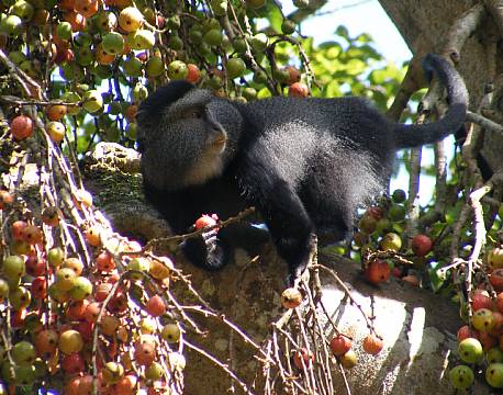 kakamega national reserve kenya africa tours