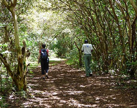 kakamega national reserve kenya africa tours