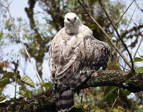 kakamega national reserve kenya africa tours