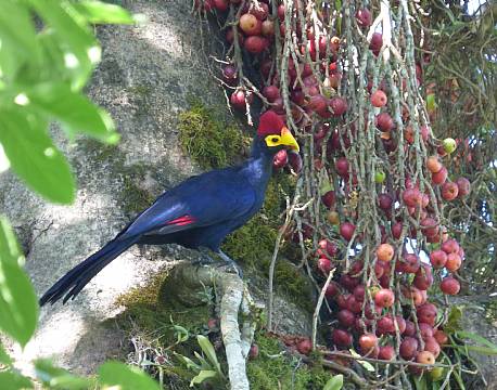 kakamega national reserve kenya africa tours