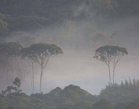 kakamega national reserve kenya africa tours