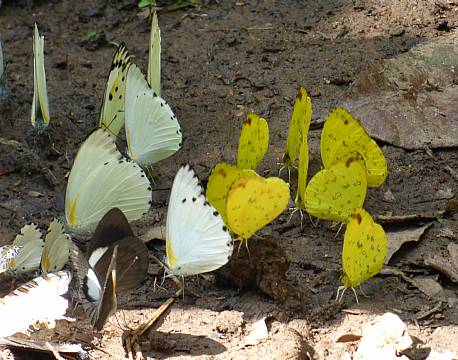 kakamega national reserve kenya africa tours