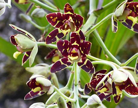 kakamega national reserve kenya africa tours