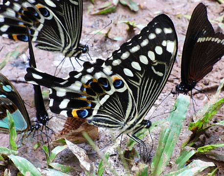 kakamega national reserve kenya africa tours