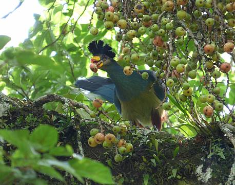 kakamega national reserve kenya africa tours