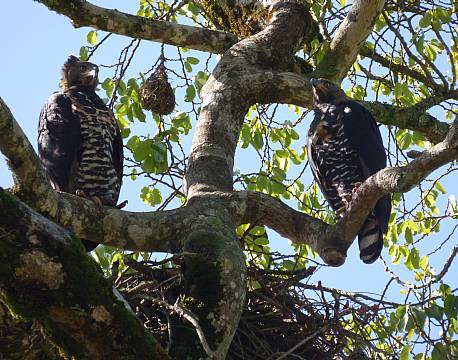 kakamega national reserve kenya africa tours