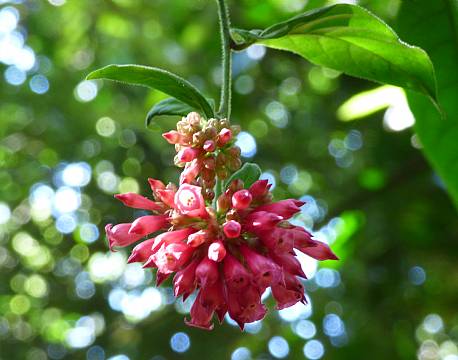 kakamega national reserve kenya africa tours