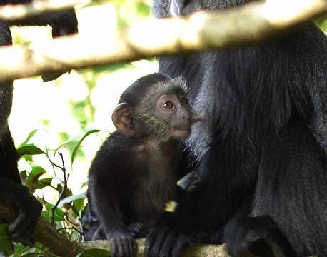 kakamega national reserve kenya africa tours