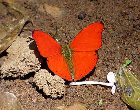 kakamega national reserve kenya africa tours